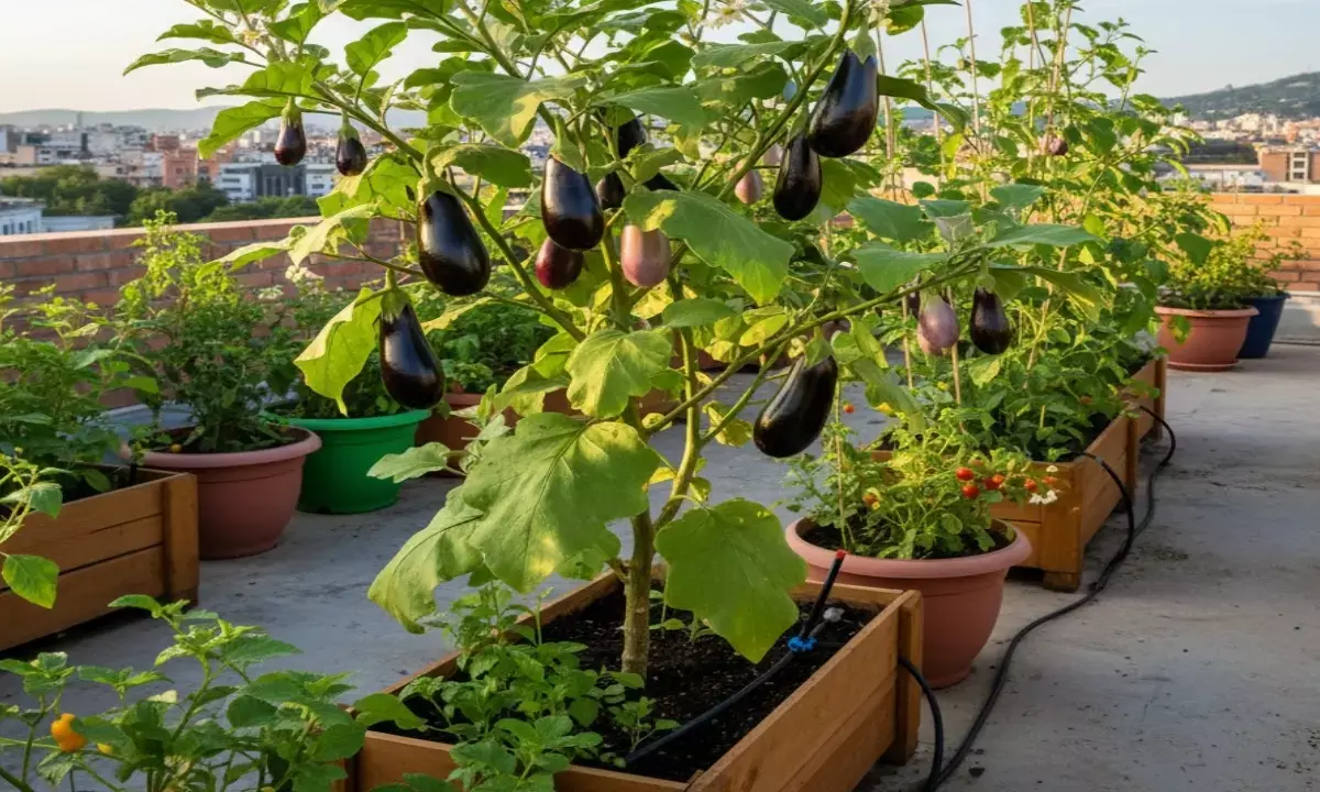 how to plant brinjal at terrace