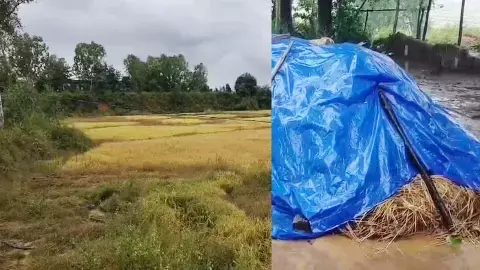 बेमौसम बारिश ने बढ़ाई किसानों की चिंता बेमौसम बारिश ने बढ़ाई किसानों की चिंता