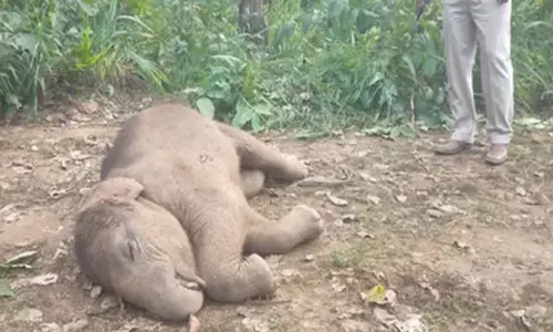 पानी में  डूबकर हाथी शावक की मौत : तालाब में अठखेलियां करते कीचड़ में फंसा