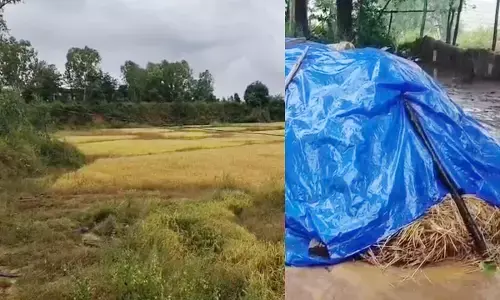 बेमौसम बारिश ने बढ़ाई किसानों की चिंता