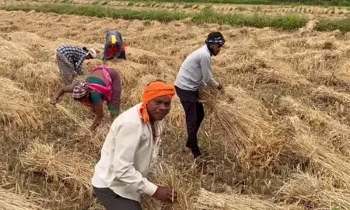 कटाई हो रही प्रभावित, किसानों की बढ़ी चिंता