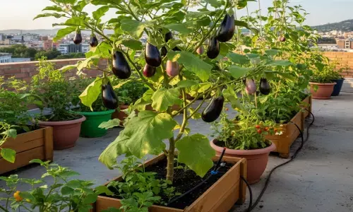 how to plant brinjal at terrace