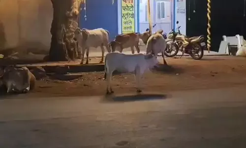 आवारा मवेशियों का आतंक : बरमकेला क्षेत्र में बढ़ी लोगों की परेशानी, लोगों ने की समस्या हल करने की मांग