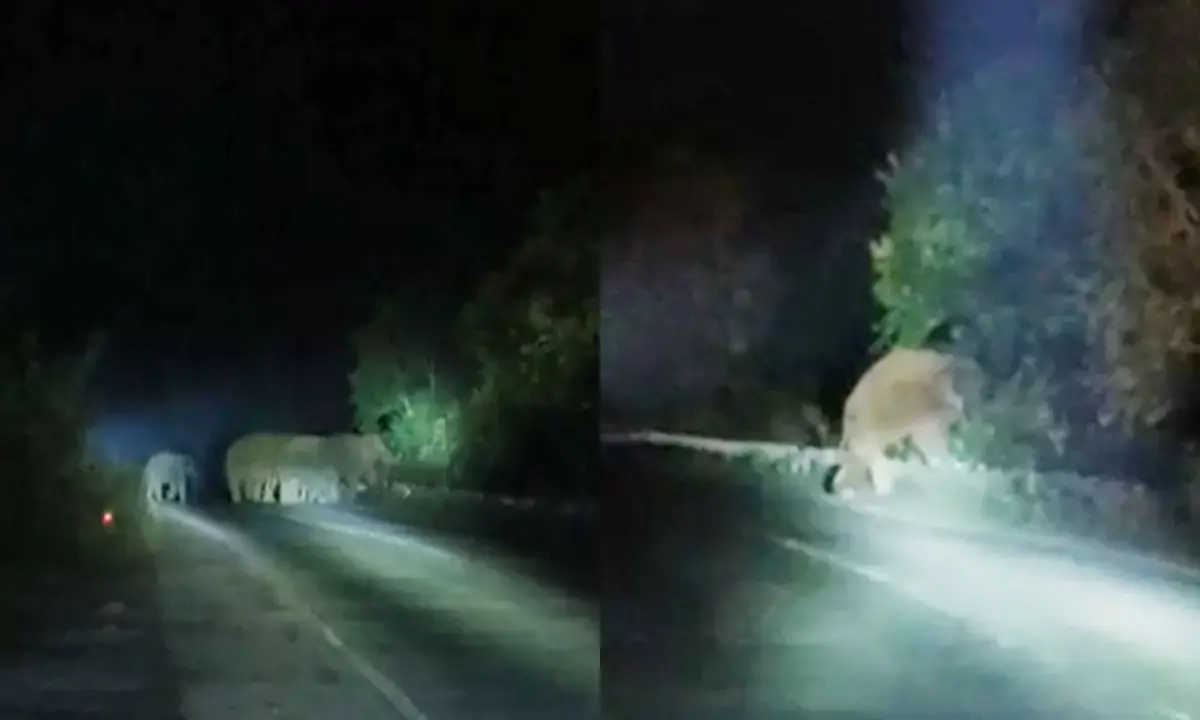 मुख्य सड़क पर आया 11 हाथियों का दल