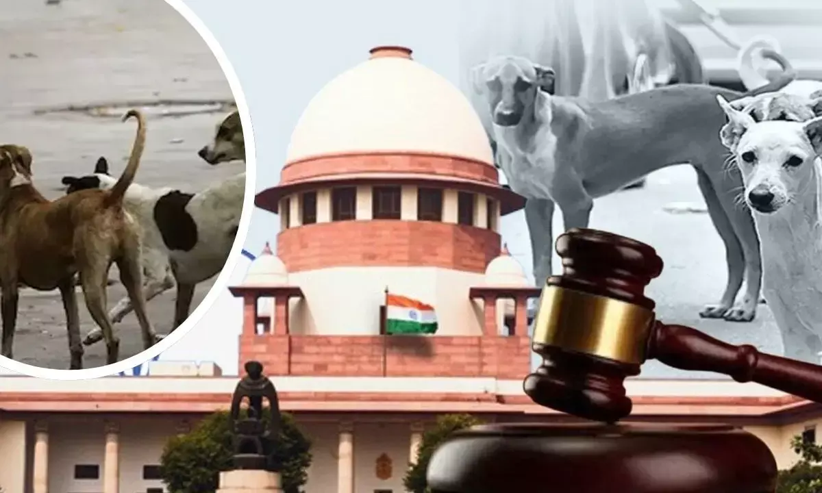 Supreme Court strict on stray dog ​​issue