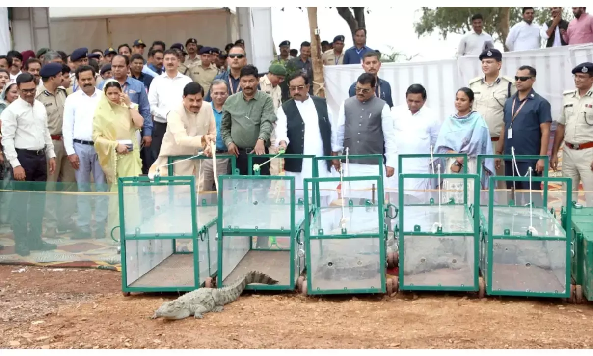 माँ नर्मदा में छोड़े 6 मगरमच्छ, बोले – जीव संरक्षण हमारी संस्कृति का हिस्सा