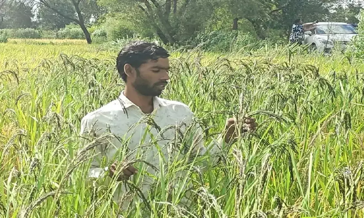 कुरूद के युवा किसान को डॉ. खूबचंद बघेल पुरस्कार : अपने खेतों को प्रयोगशाला बना डाला थनेन्द्र साहू ने, सुगंधित और औषधीय धान की करते हैं खेती