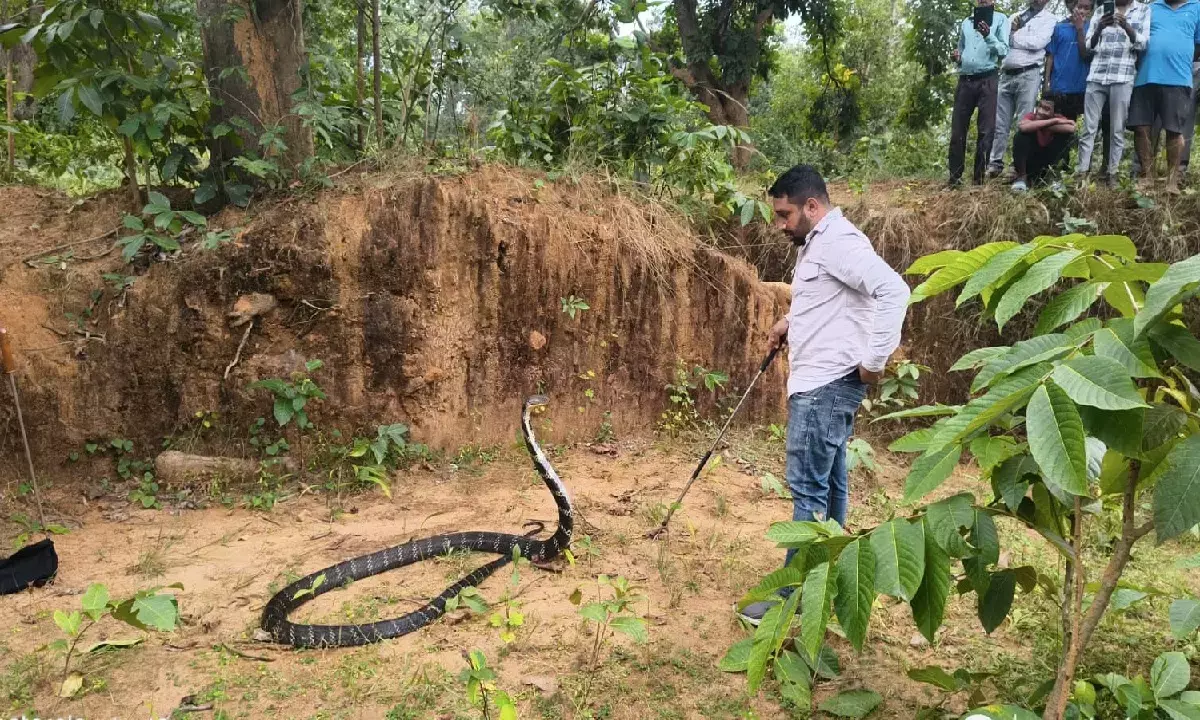 कोरबा में मिला विशालकाय किंग कोबरा : जिसने देखा थर्रा उठा, रेस्क्यू टीम के भी छूटे पसीने, देखिए EXCLUSIVE VEDIO कोरबा में मिला विशालकाय किंग कोबरा : जिसने देखा थर्रा उठा, रेस्क्यू टीम के भी छूटे पसीने, देखिए EXCLUSIVE VEDIO
