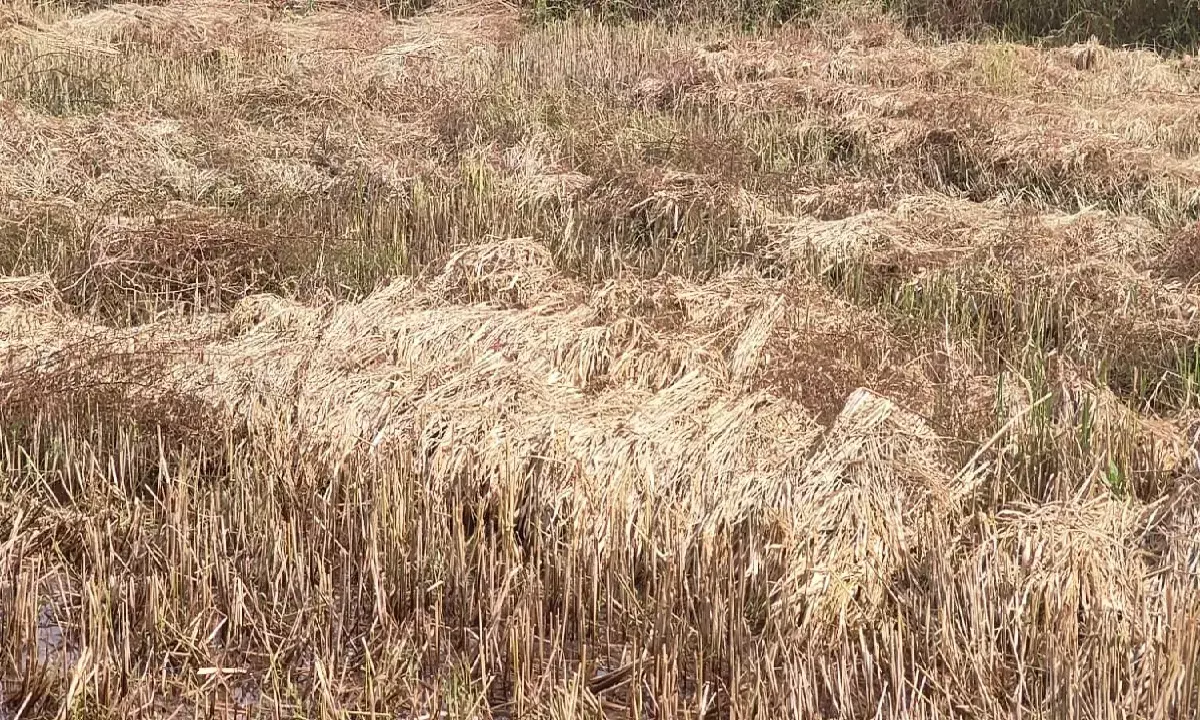 बेमौसम बारिश से फसल क्षति : प्रशासन ने जारी किया टोल फ्री नंबर, 72 घंटे के भीतर बीमा कंपनी में दर्ज करें शिकायत