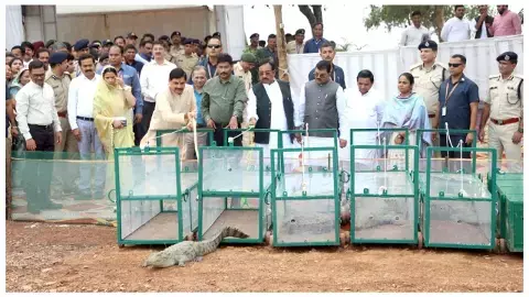 माँ नर्मदा में छोड़े 6 मगरमच्छ, बोले – जीव संरक्षण हमारी संस्कृति का हिस्सा