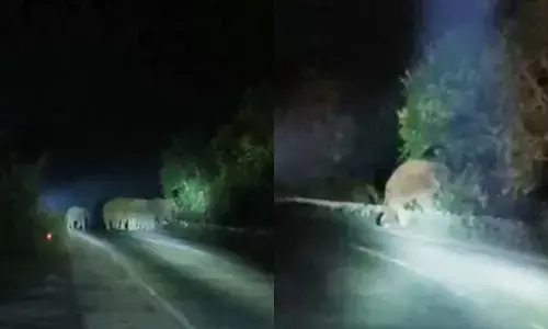 मुख्य सड़क पर आया 11 हाथियों का दल