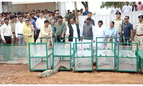 माँ नर्मदा में छोड़े 6 मगरमच्छ, बोले – जीव संरक्षण हमारी संस्कृति का हिस्सा