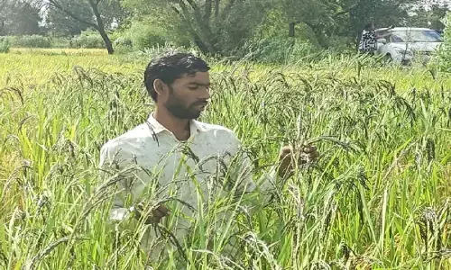 कुरूद के युवा किसान को डॉ. खूबचंद बघेल पुरस्कार : अपने खेतों को प्रयोगशाला बना डाला थनेन्द्र साहू ने, सुगंधित और औषधीय धान की करते हैं खेती