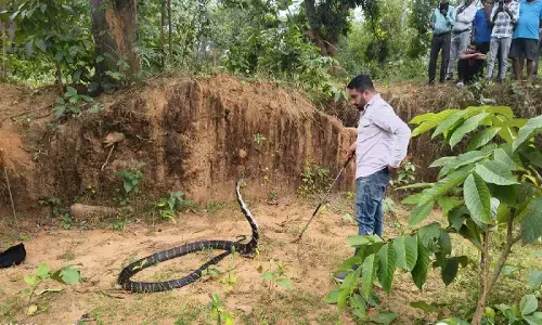 कोरबा में मिला विशालकाय किंग कोबरा : जिसने देखा थर्रा उठा, रेस्क्यू टीम के भी छूटे पसीने, देखिए EXCLUSIVE VEDIO कोरबा में मिला विशालकाय किंग कोबरा : जिसने देखा थर्रा उठा, रेस्क्यू टीम के भी छूटे पसीने, देखिए EXCLUSIVE VEDIO