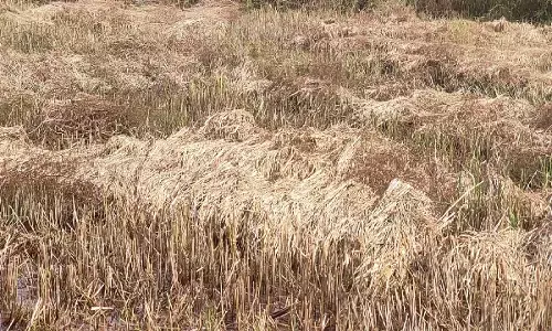 बेमौसम बारिश से फसल क्षति : प्रशासन ने जारी किया टोल फ्री नंबर, 72 घंटे के भीतर बीमा कंपनी में दर्ज करें शिकायत