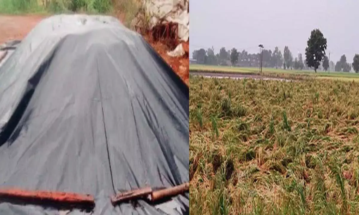 बिगड़े मौसम ने बढ़ाई किसानों की चिंता : खलिहान में पड़ा है धान, फसल को काटना हुआ मुश्किल