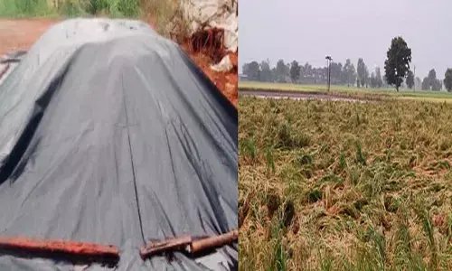 बिगड़े मौसम ने बढ़ाई किसानों की चिंता : खलिहान में पड़ा है धान, फसल को काटना हुआ मुश्किल