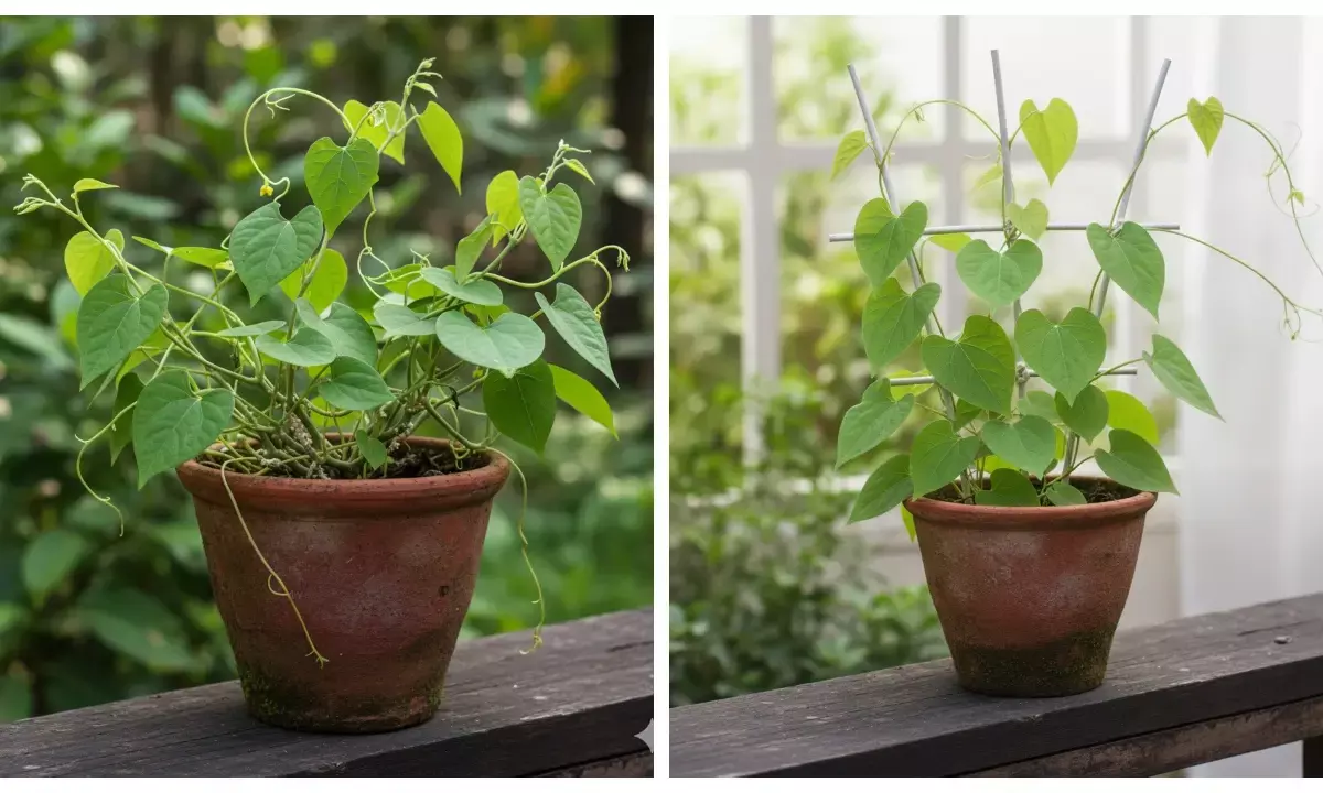 how to plant giloy at home