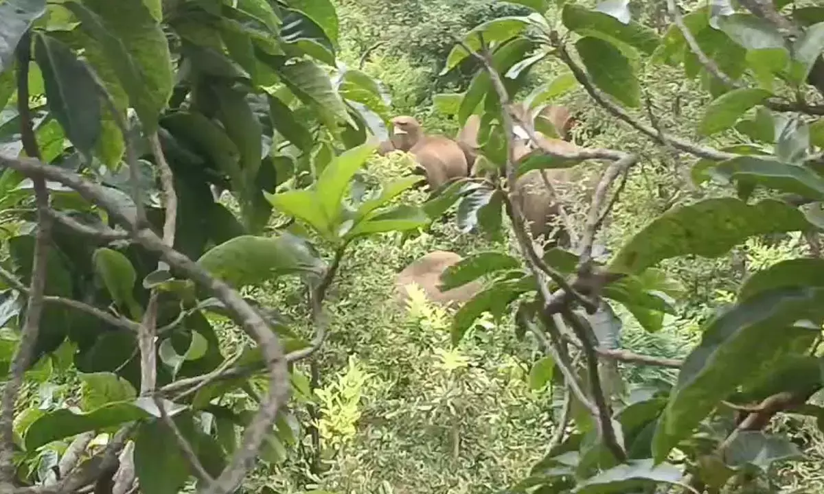 पेंड्रा में आ धमका 10 हाथियों का दल : फसलों को पहुंचा रहे नुकसान, वन विभाग ने ग्रामीणों को किया सतर्क