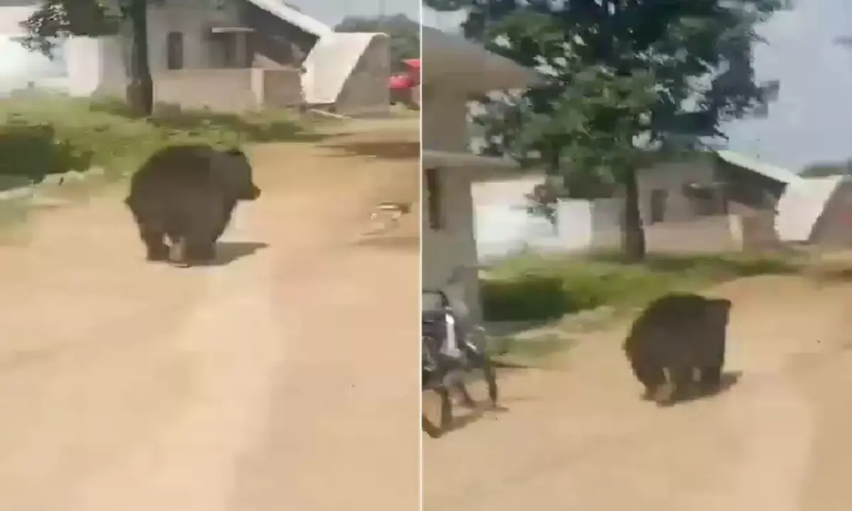 कोकपुर गांव में भालू की दहशत : ग्रामीणों में मचा हड़कंप, देखिए EXCLUSIVE VIDEO