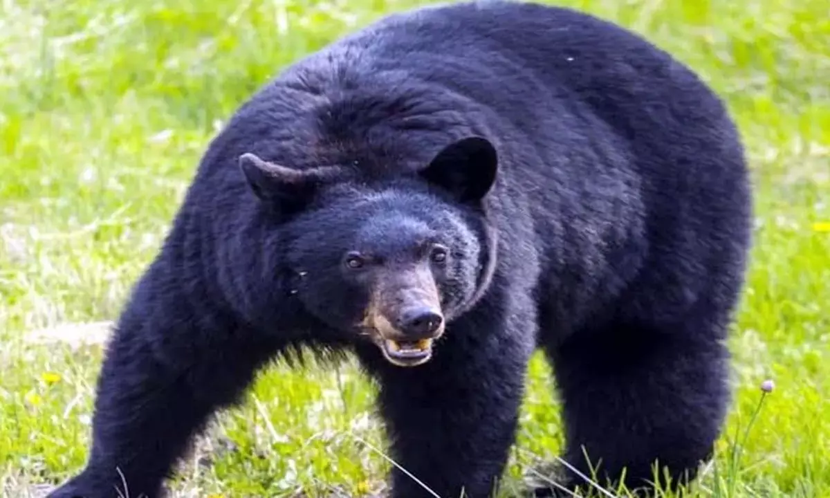 दिनदहाड़े गांव में घुसा भालू : टहलने निकले बुजुर्ग पर किया हमला, दहशत में लोग