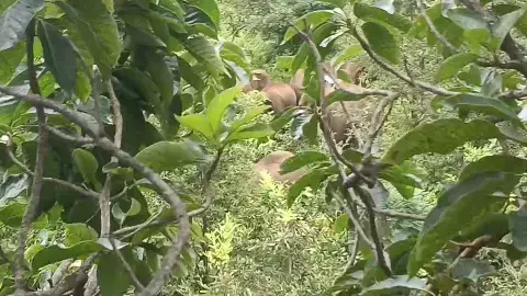 पेंड्रा में आ धमका 10 हाथियों का दल : फसलों को पहुंचा रहे नुकसान, वन विभाग ने ग्रामीणों को किया सतर्क