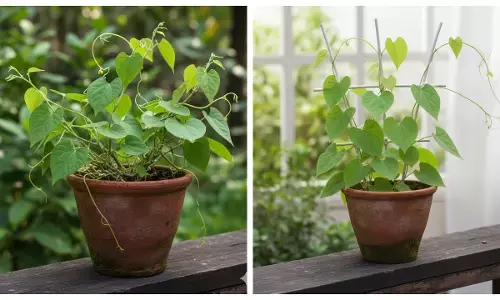 how to plant giloy at home