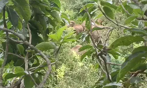 पेंड्रा में आ धमका 10 हाथियों का दल : फसलों को पहुंचा रहे नुकसान, वन विभाग ने ग्रामीणों को किया सतर्क