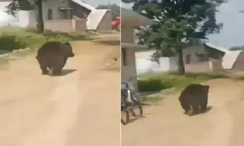 कोकपुर गांव में भालू की दहशत : ग्रामीणों में मचा हड़कंप, देखिए EXCLUSIVE VIDEO