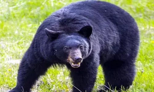 दिनदहाड़े गांव में घुसा भालू : टहलने निकले बुजुर्ग पर किया हमला, दहशत में लोग