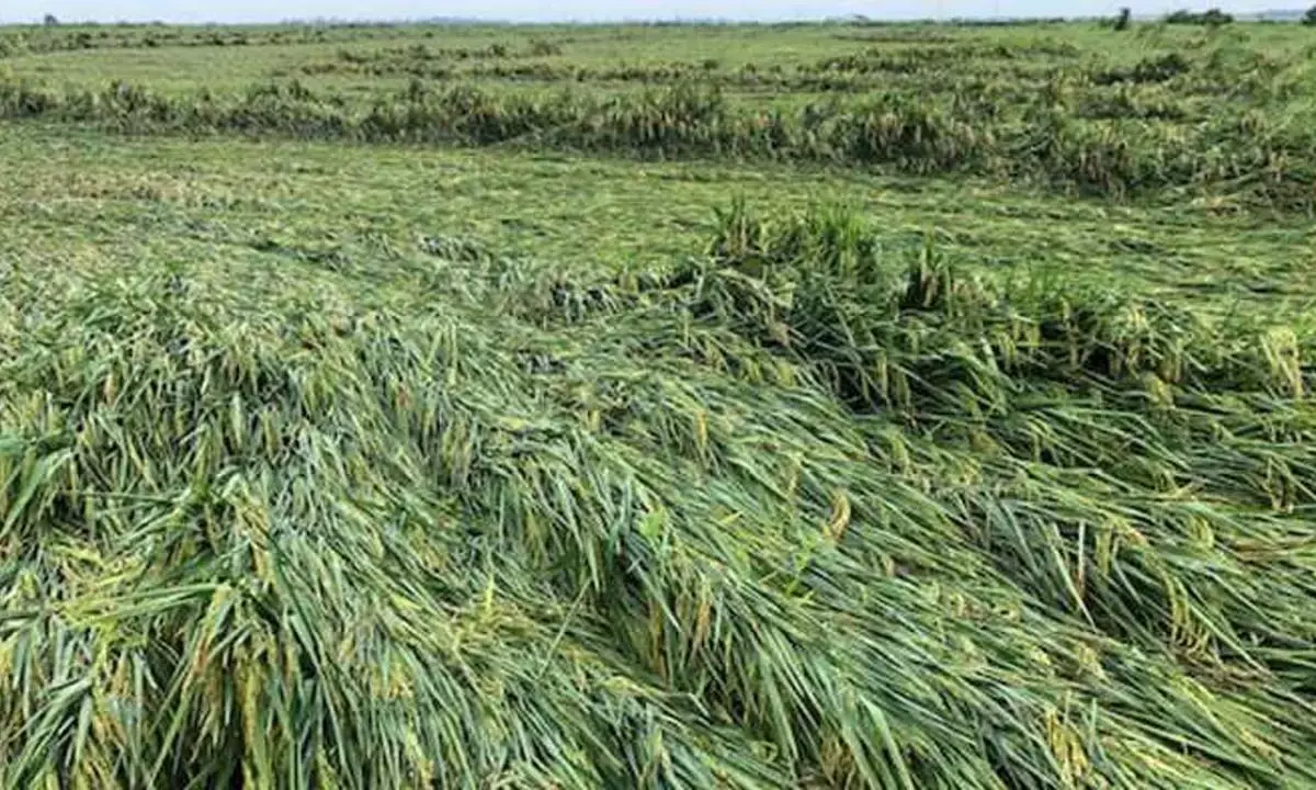 बेमौसम बारिश का कहर : खेतों में सड़ रही फसल, दवा भी नहीं आई काम