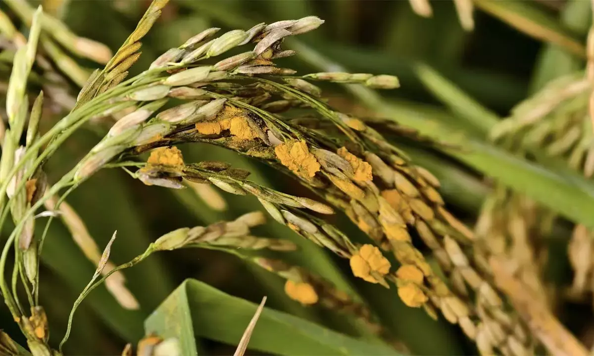 धान की फसल में बढ़ रहा हल्दी रोग से किसान परेशान