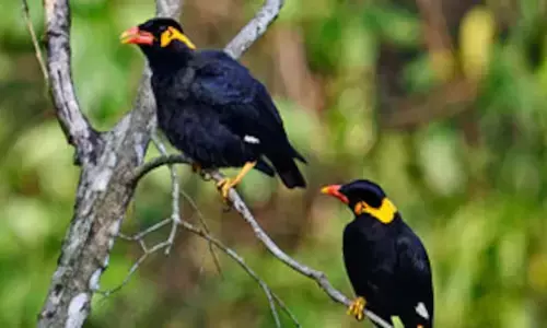 राजकीय पक्षी पहाड़ी मैना पर लगेगा जीपीएस : गिद्ध की तरह कांगेर घाटी में मैना की होगी टैगिंग