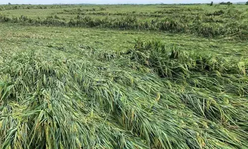 बेमौसम बारिश का कहर : खेतों में सड़ रही फसल, दवा भी नहीं आई काम बेमौसम बारिश का कहर : खेतों में सड़ रही फसल, दवा भी नहीं आई काम