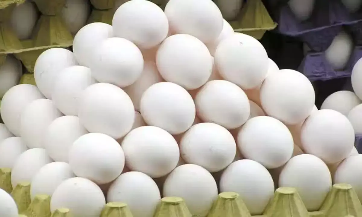 अंडे का फंडा : रोज 50 लाख से ज्यादा खा रहे छत्तीसगढ़िया, कीमत पहुंची सात रुपए