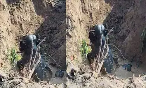 जेसीबी की मदद से सुरक्षित बाहर निकाले गए चारों हाथी