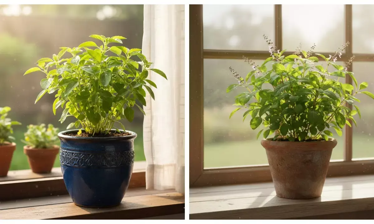 how to plant basil tulsi ki dekhbhal ka tarika