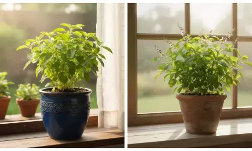 how to plant basil tulsi ki dekhbhal ka tarika