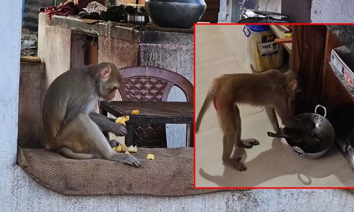 भोजन चट, सामान तोड़ा और दर्जनों लोगों पर हमला, बच्चे भी बने शिकार भोजन चट, सामान तोड़ा और दर्जनों लोगों पर हमला, बच्चे भी बने शिकार