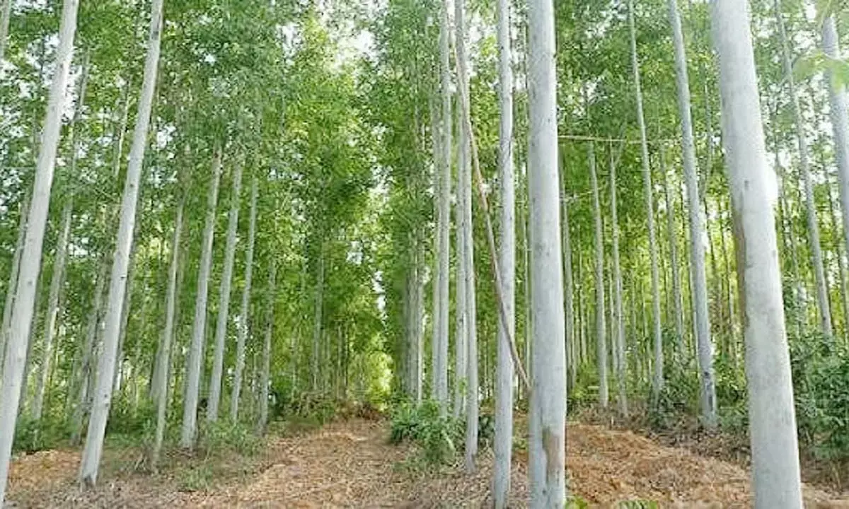 नीलगिरी का पेड़