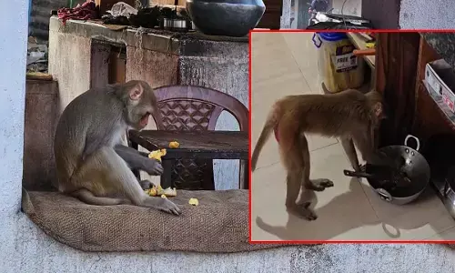 भोजन चट, सामान तोड़ा और दर्जनों लोगों पर हमला, बच्चे भी बने शिकार