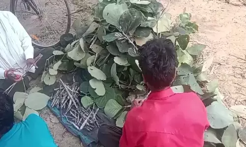 मनेंद्रगढ़ में अनूठी पहल : पलाश के पेड़ों से बदल रही ग्रामीणों की तस्वीर, हरित क्रांति से जुड़ रहे लोग