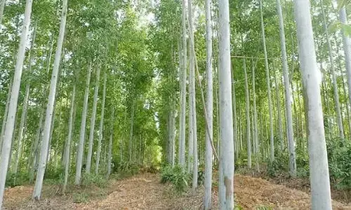 नीलगिरी का पेड़