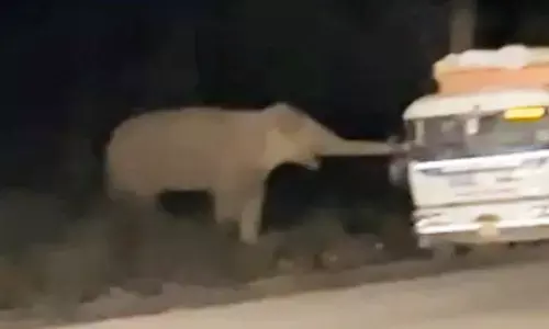 ट्रकों को रोककर केबिन से निकाल ले रहे खाने का सामान, देखिए EXCLUSIVE VIDEO