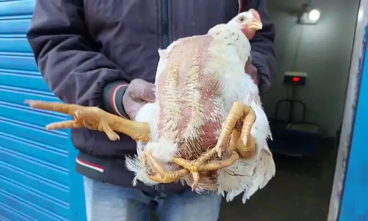 मेरी मुर्गी की चार टांग : पूरे इलाके में फैली चर्चा, घर में उमड़ी देखने वालों की भीड़