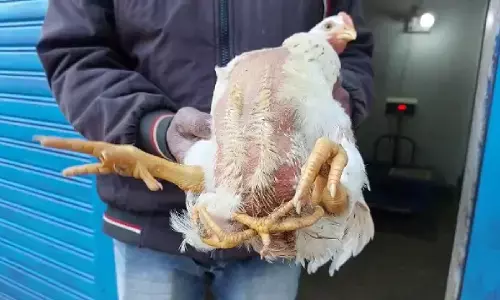 मेरी मुर्गी की चार टांग : पूरे इलाके में फैली चर्चा, घर में उमड़ी देखने वालों की भीड़