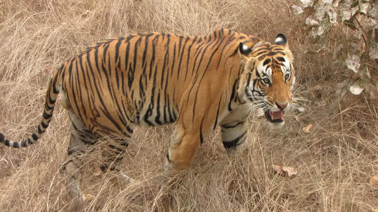 वन विभाग के कैमरे में कैद बाघ की तस्वीर