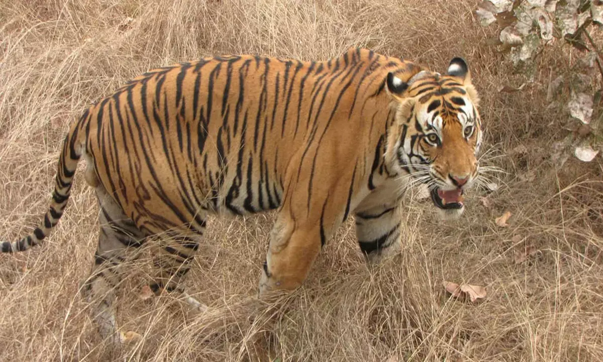 वन विभाग के कैमरे में कैद बाघ की तस्वीर