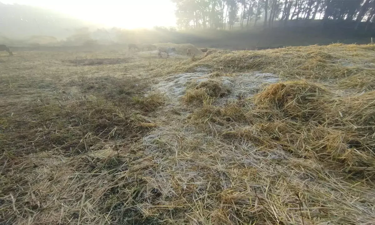 पुआल में बर्फ चादर बिछी पुआल में बर्फ चादर बिछी