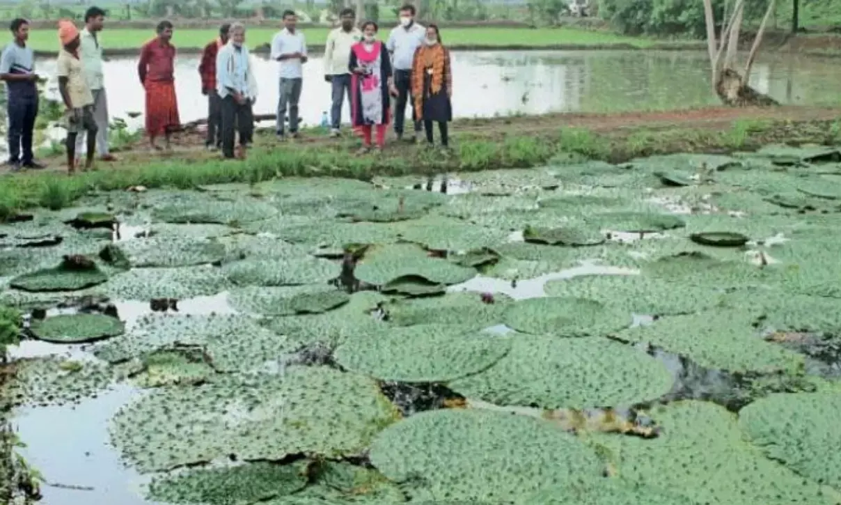 नर्मदापुरम समेत इन चार जिलों में शुरू होगा पायलट प्रोजेक्ट, किसानों को मिलेगा 75 हजार का अनुदान